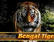 Untamed Bengal Tiger